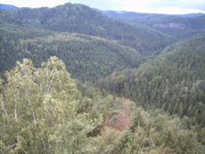 Blick ins Kirnitzschtal