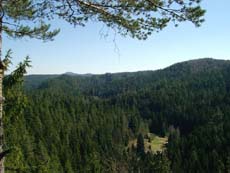 Blick ins Kirnitzschtal und zur Niedermühle