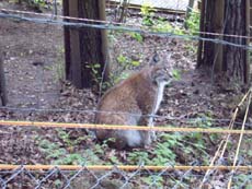 Luchs im Gehege am Aufzug zur Ostrauer Scheibe