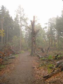 Reste einer Buche nach einem Sturm (Reitsteig)