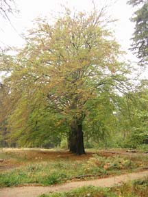 Buchenallee auf dem Reitsteig (10/2003)