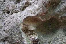 Muschelabdruck an der Lindigthöhle