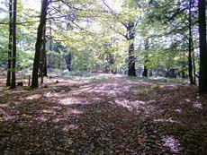 Auf dem ersten Wanderweg der Sächsischen Schweiz, dem Fremdenweg, kurz vor der deutsch-tschechischen Grenze.