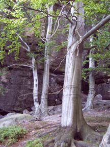 Die Grotte ist von großen Buchen umgeben.