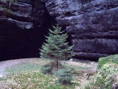 Die Fichte vor der Webergrotte