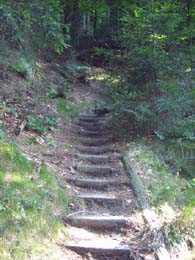 Wenn die Bäume erstmal groß werden, muss die Stiege verlegt werden.