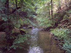 Wesenitz in der Lohmener Klamm