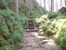 Die Stiege führt durch einen Teppich von kleinen Fichten.