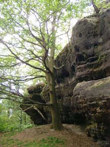 Die Eiche gegenüber der Stiege zum östlichen Aussichtspunkt