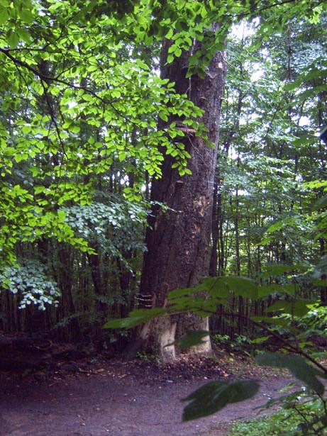 Der Buchenpilzbaum am Begin der Stiege