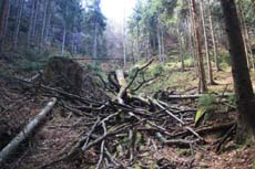 Umgest&uuml;rzte Buche neben dem Jortan