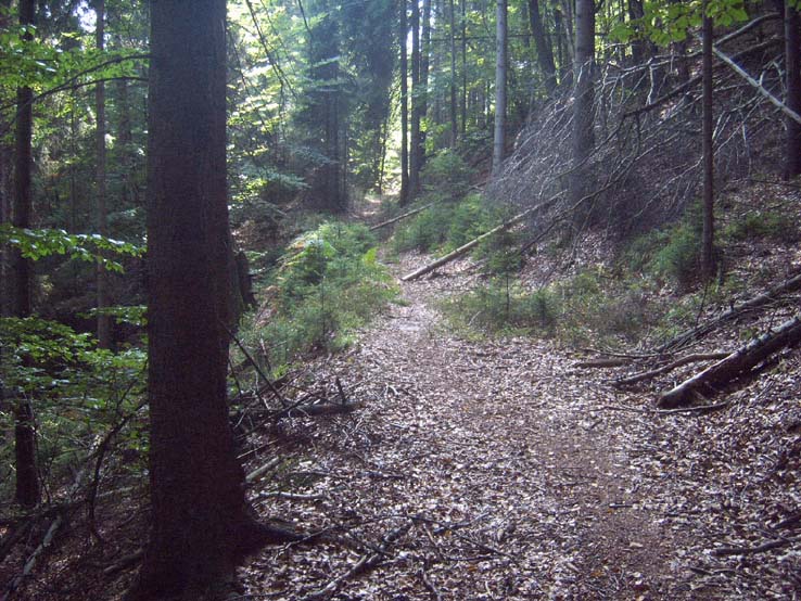 Der Stimmersdorfer Weg in Richtung Grenze w&auml;chst immer mehr zu.