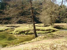 Kirnitzschtalwiesen in der Nähe von Hinterdittersbach