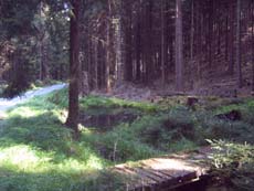 Teich und Steg vor dem Quellfelsen